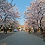 靖国神社の桜2016開花予想。いつ満開？お花見はいつまでOK？