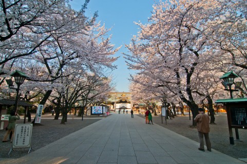 靖国神社の桜16開花予想 いつ満開 お花見はいつまでok 季節の話 毎日の生活を楽しく