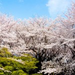 北関東の桜2016開花予想。東京から日帰りOKの厳選桜の名所ベスト6選＋α